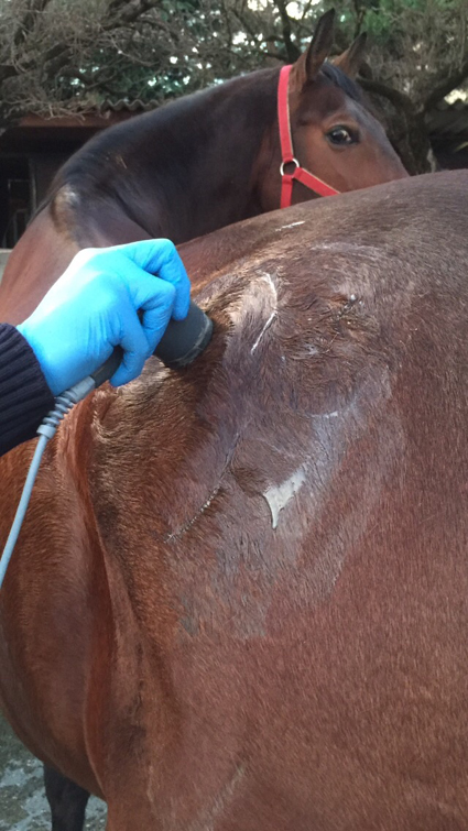 equine therapeutic ultrasound treatment