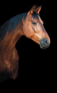 ultrasound therapy for horses