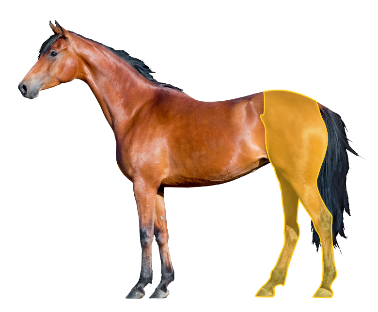 Horse hindlimbs therapy