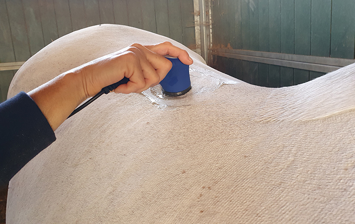 equltrasound pro therapy equine back treatment