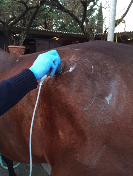 equine-therapeutic-ultrasound