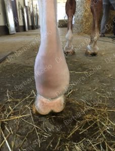 equine enlarged suspensory ligament branches and body_1
