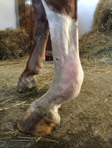 equine enlarged suspensory ligament branches and body_2