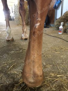 equine enlarged suspensory ligament branches and body_3