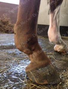 equine enlarged suspensory ligament branches and body_4