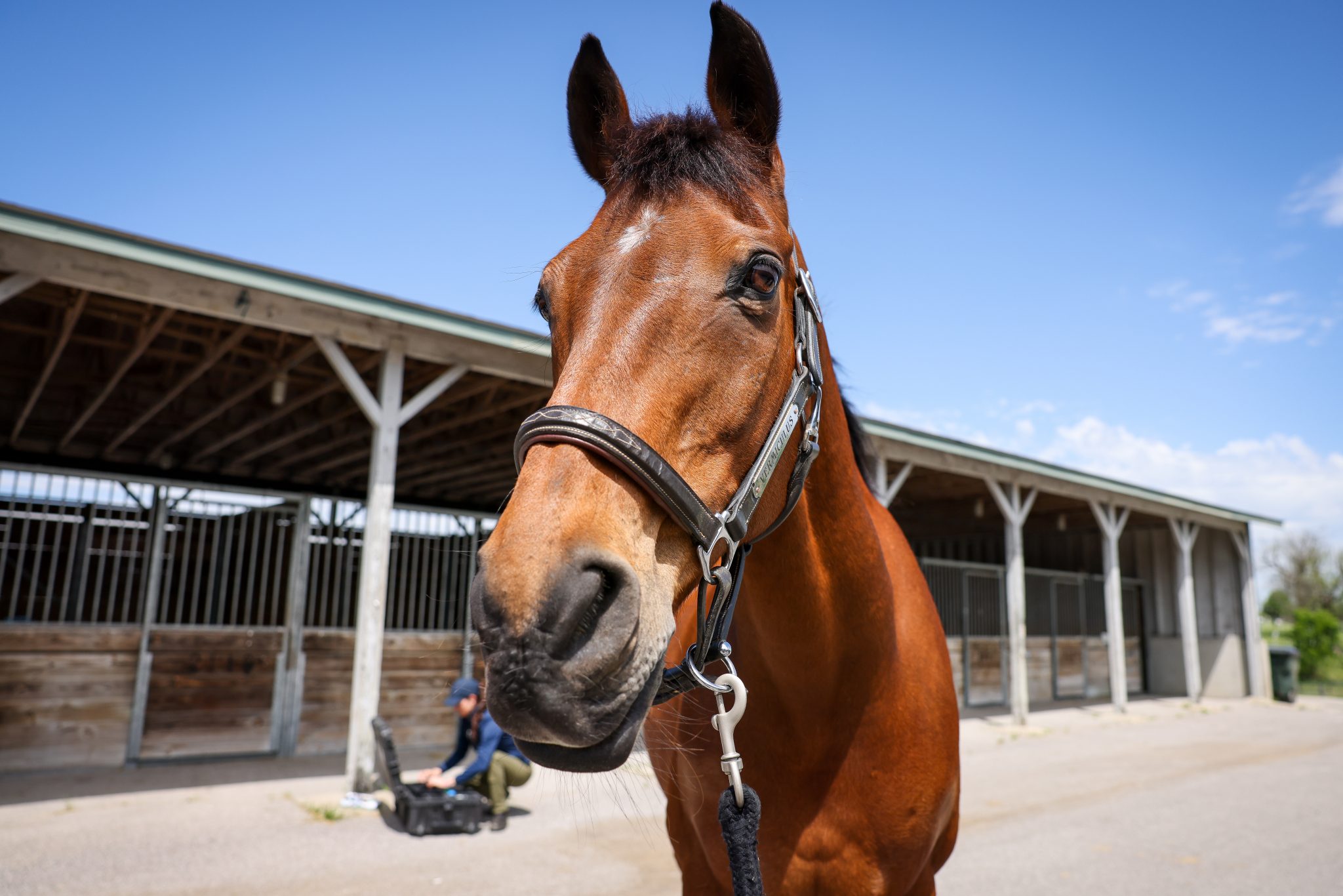 susan johns dvm - defender us eventing team 1